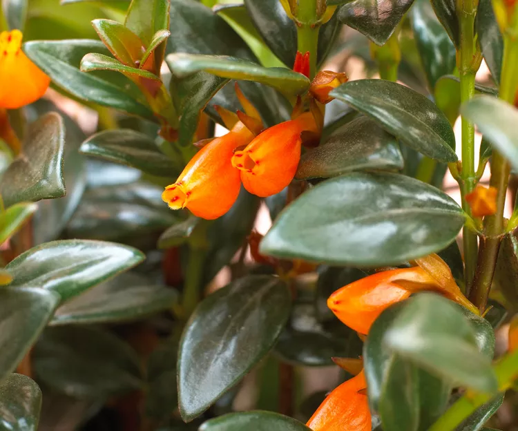 How to Grow and Care for Goldfish Plant