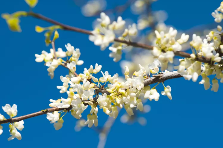 10 Best Trees with White Flowers to Brighten Up Your Landscape