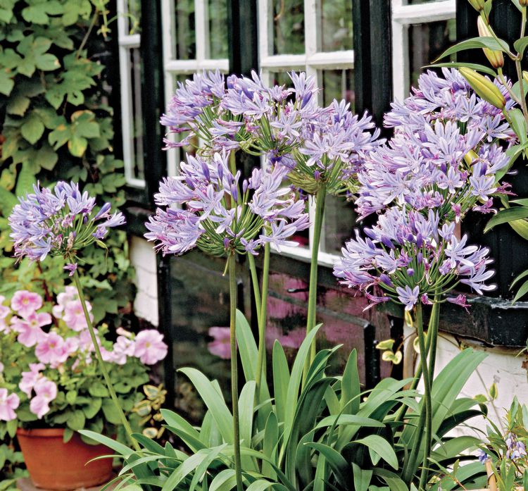 How to Plant and Grow Agapanthus