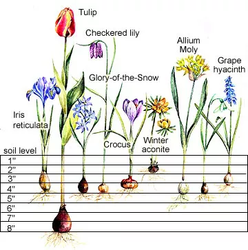 This Bulb Planting Guide Will Help Fill Your Yard with Spring Flowers