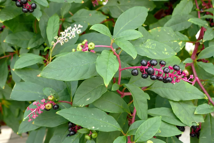 How to Get Rid of Pokeweed in Your Yard