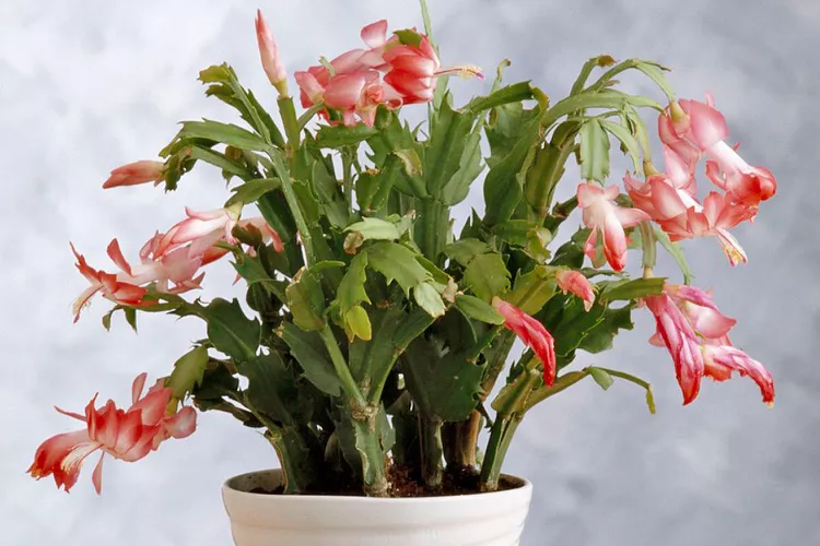 How to Propagate Christmas Cactus Plants from Cuttings