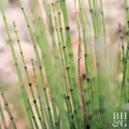 How to Plant and Grow Horsetail