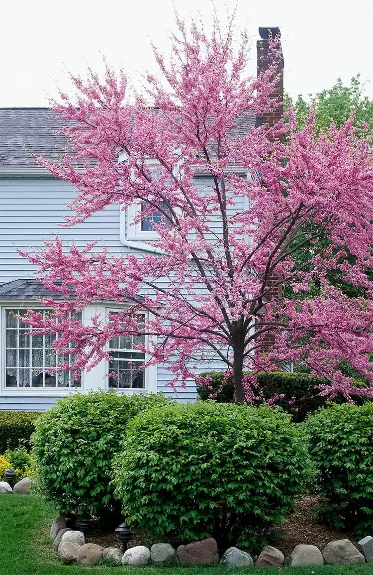 How to Plant and Grow a Redbud Tree