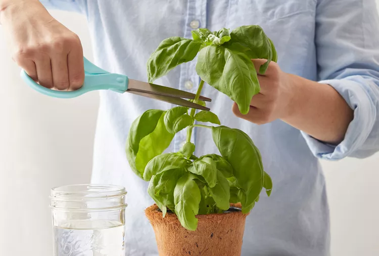 How to Propagate Basil in Soil or Water to Expand Your Herb Garden for Free