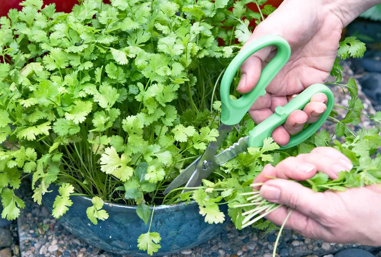 How to Harvest Cilantro Leaves and Coriander Seeds