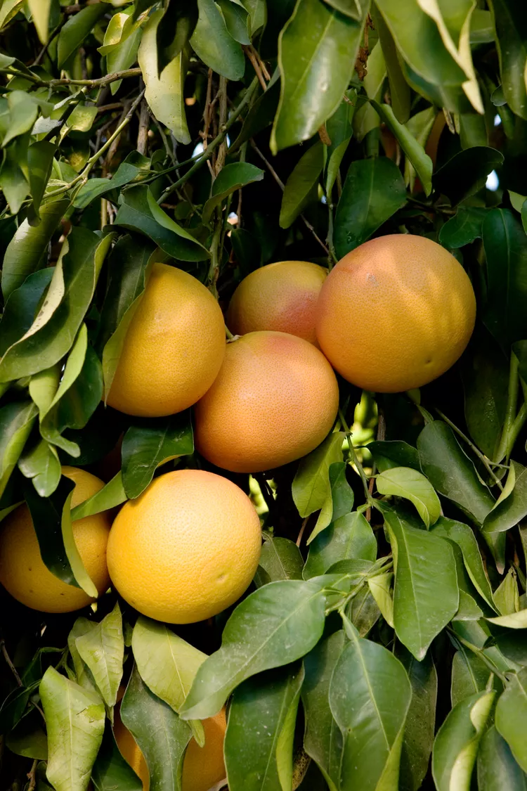 How to Plant and Grow a Grapefruit Tree