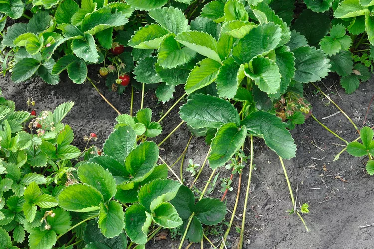 How to Plant Strawberry Runners and Grow More Fruit