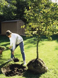 How to Plant Balled-and-Burlapped Trees & Shrubs