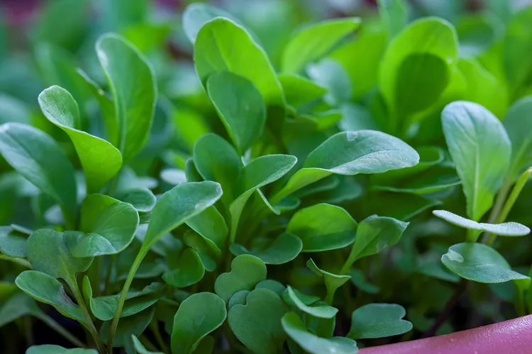 How to Plant and Grow Watercress