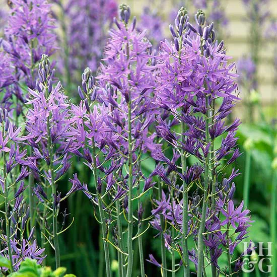 How to Plant and Grow Camassia