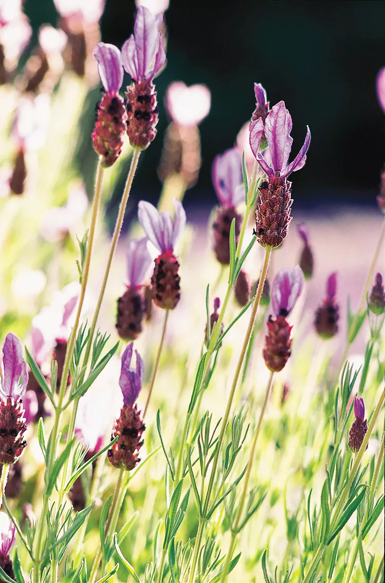 10 Best Lavender Companion Plants