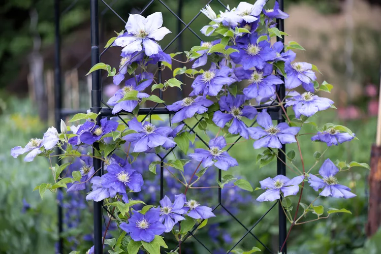 How to Propagate Clematis from Cuttings and Layering