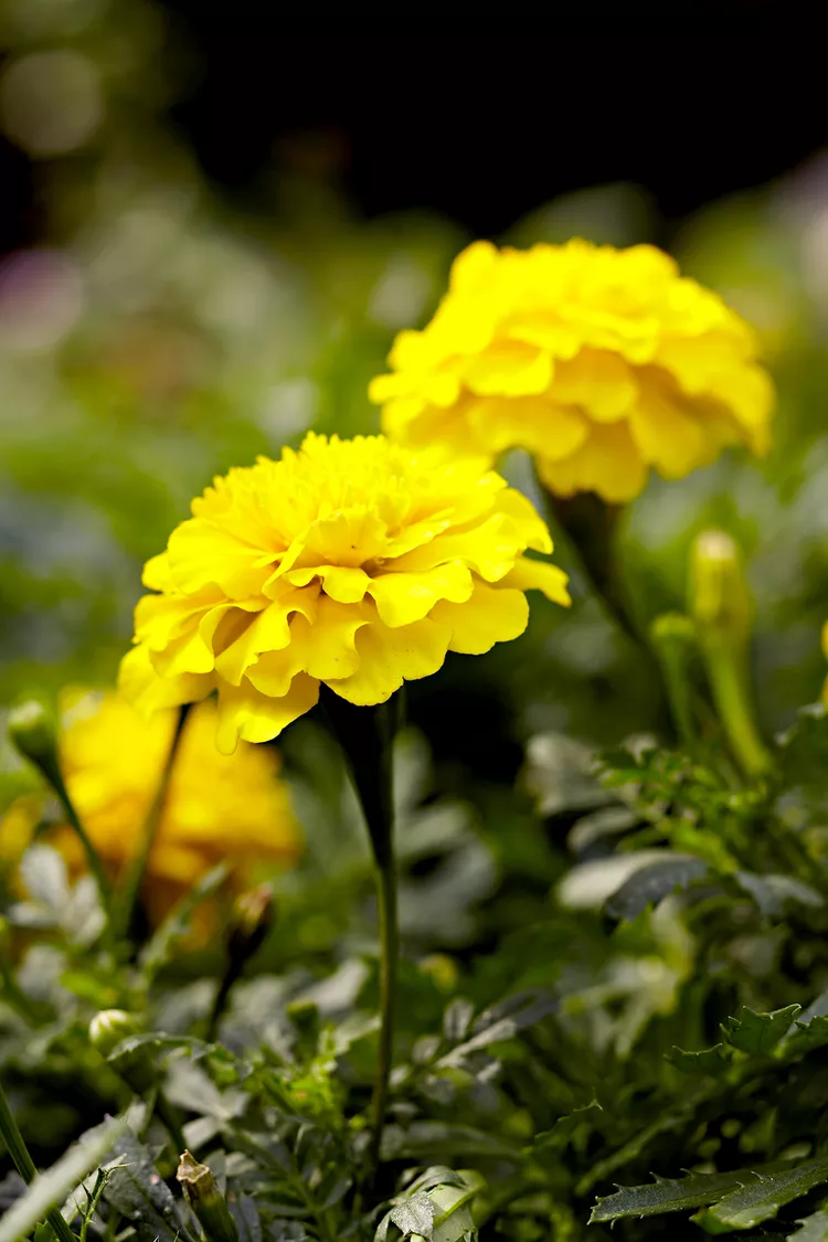 Are Marigolds Perennials or Annuals? Plus, How to Plant Marigold Seeds