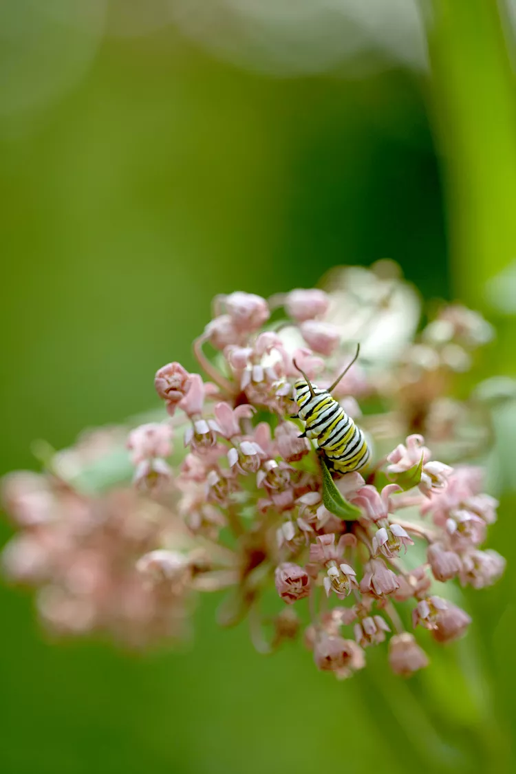 7 Ways to Attract Monarch Butterflies to Your Garden