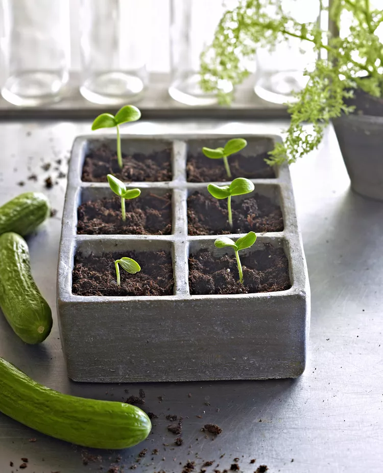 How to Start Seeds Indoors to Jumpstart Your Spring Garden