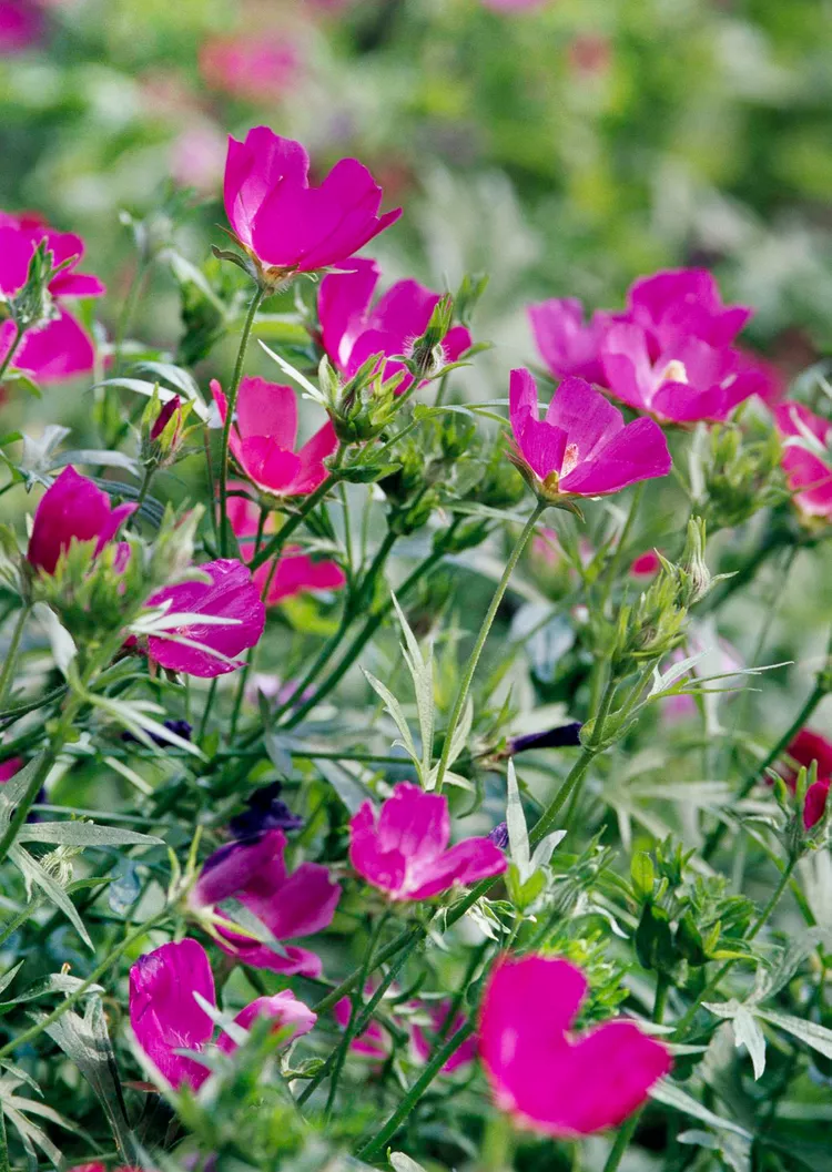 How to Plant and Grow Purple Poppy Mallow