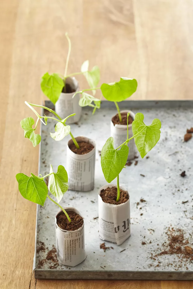 4 Seed Starter Pots You Can Make with Upcycled Household Items