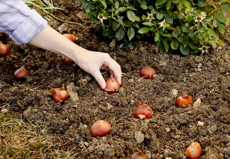 14 Must-Know Tips for Planting Bulbs to Ensure a Beautiful Display 