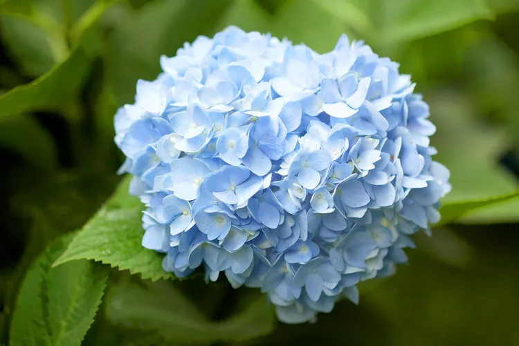 9 Stunning Blue Hydrangeas for Your Garden