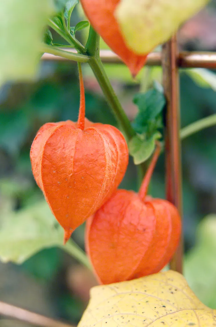 How to Plant and Grow Chinese Lantern Plant