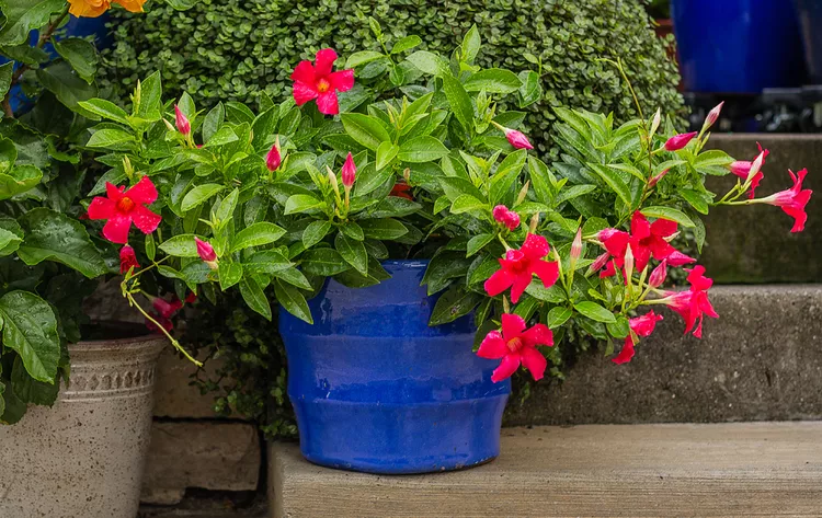 6 Must-Know Tips on Mandevilla Care in Pots to Keep the Flowers Coming All Summer