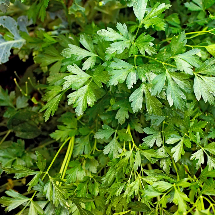 10 Best Parsley Companion Plants to Grow Together