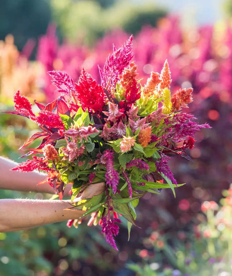 15 Easy Annuals You Can Grow from Seed