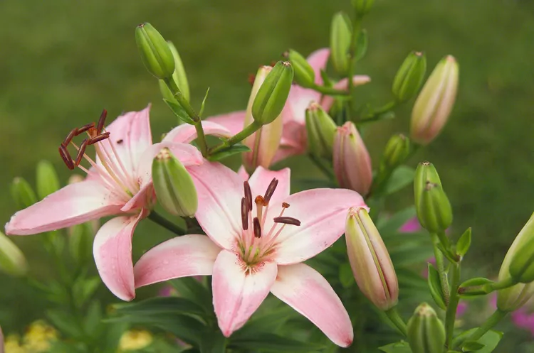 Are Lilies Perennials That Can Survive Winter?