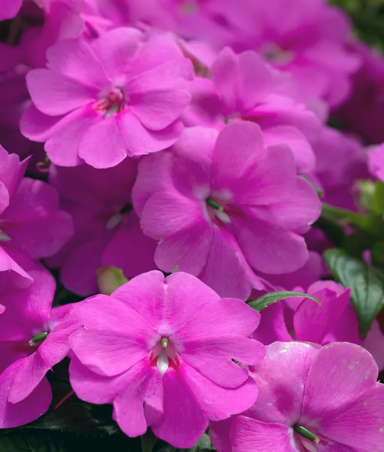 How to Plant and Grow Impatiens