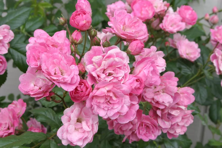 How and When to Fertilize Roses for Bigger, Brighter Blossoms