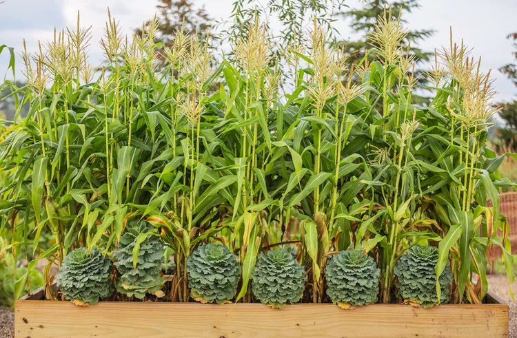 How to Plant and Grow Corn in Your Garden