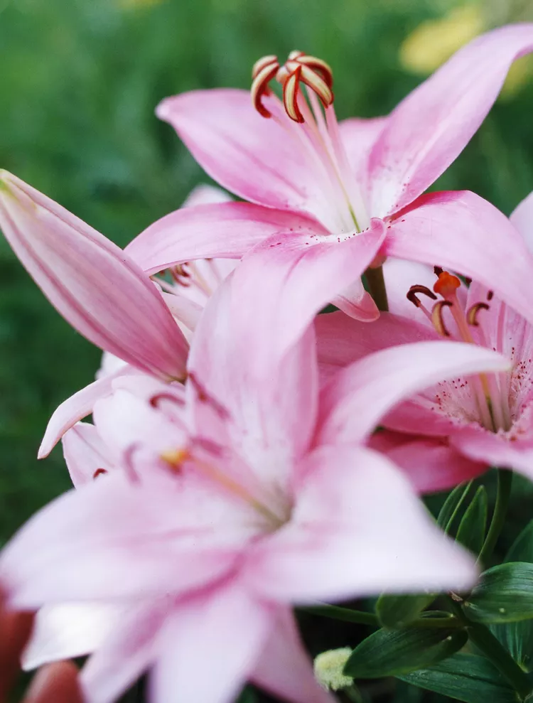 How to Plant and Grow Lily