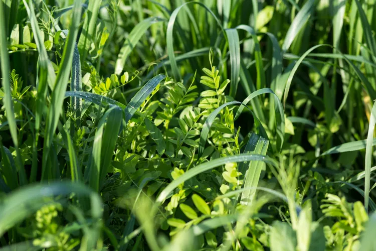 What Are Cover Crops? And How to Plant Them in Your Home Garden 