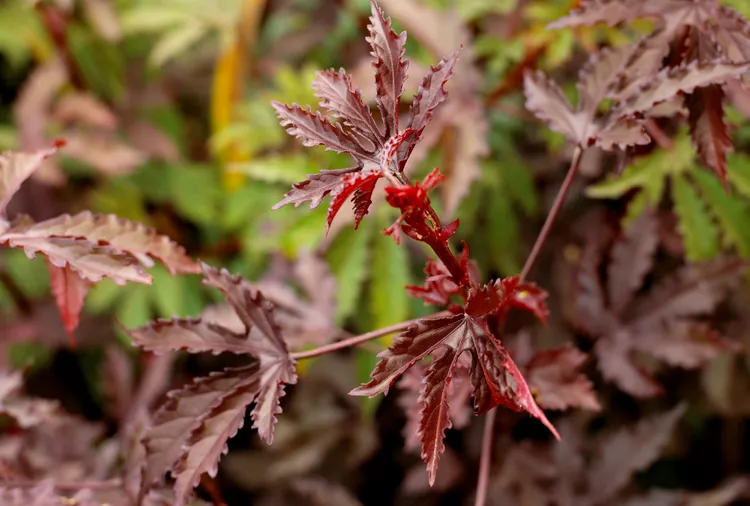 How to Plant and Grow Cranberry Hibiscus