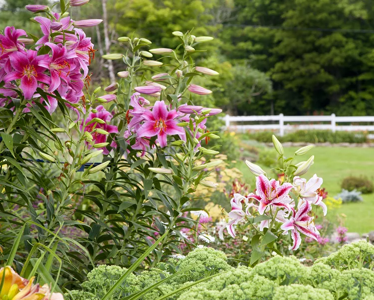 19 Perennial Plants for Cut Flowers to Fill Your Vases All Season Long