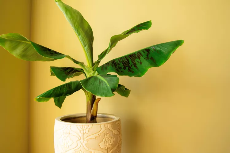 How to Grow and Care for a Banana Plant Indoors