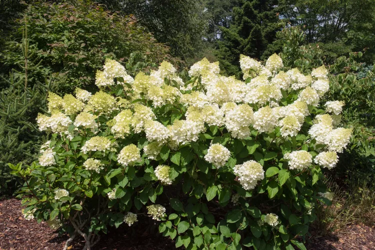 Do Hydrangeas Need Full Sun? Get the Light Right with These Expert Tips