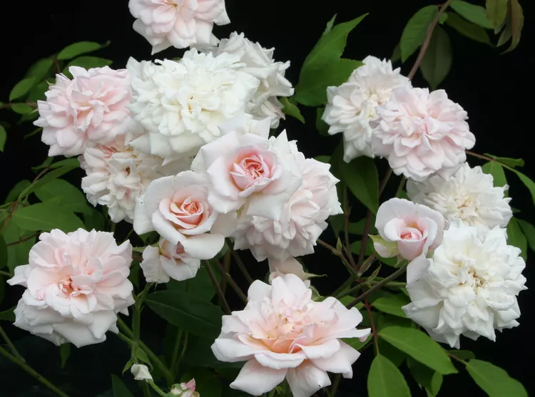 6 Fascinating Facts About Roses That You Probably Didn’t Know