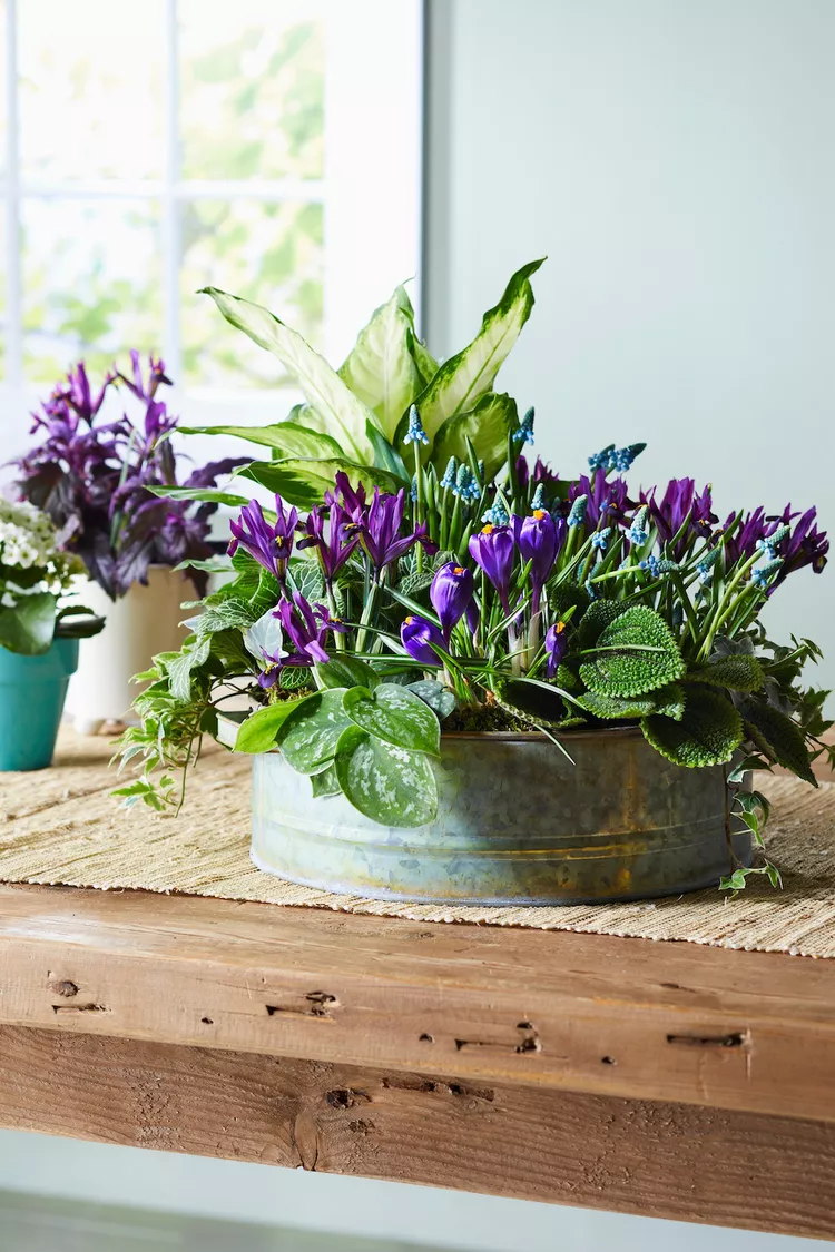 Mix Houseplants and Spring Bulbs in an Easy-to-Make Dish Garden