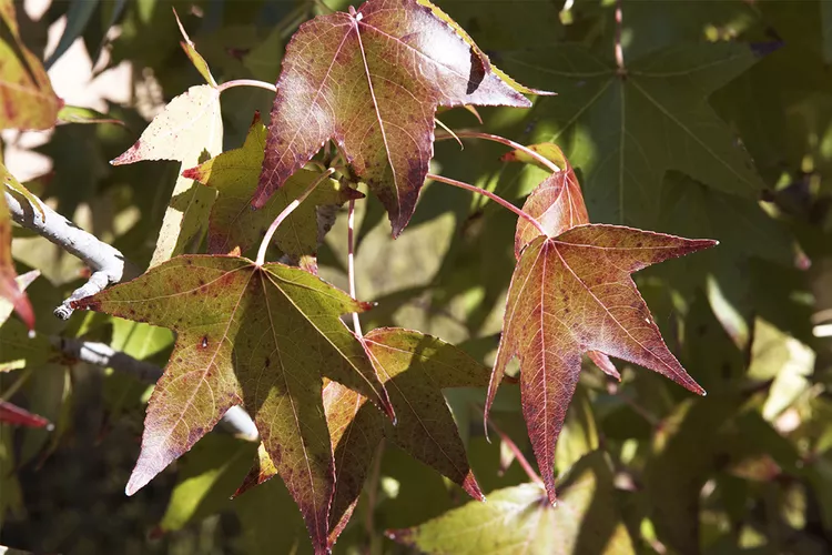 How to Plant and Grow a Sweet Gum Tree
