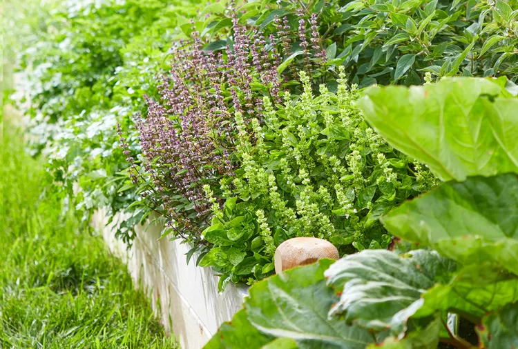 10 Tips for Companion Planting Herbs Around Your Garden