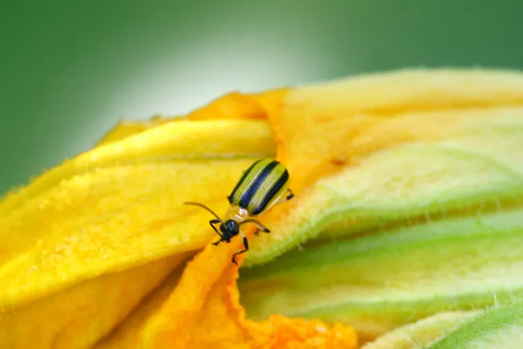 How to Get Rid of Cucumber Beetles on Your Plants