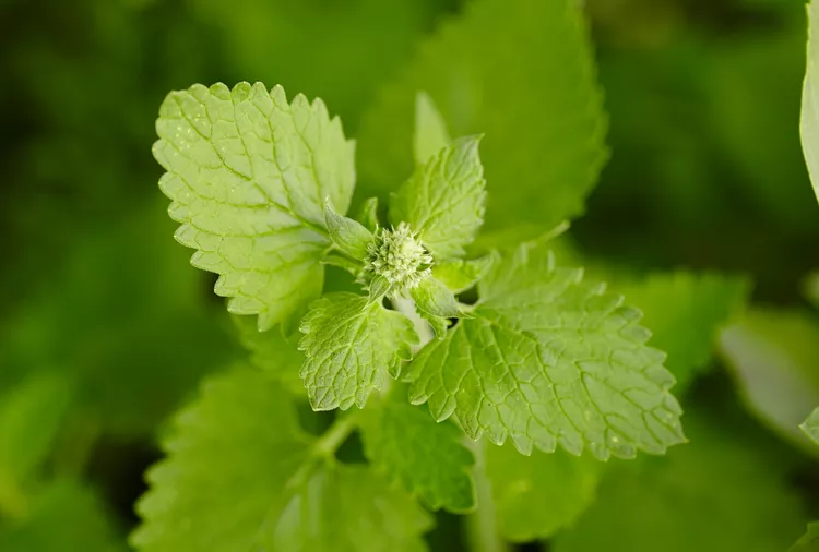 How to Grow Catnip Indoors and Outdoors