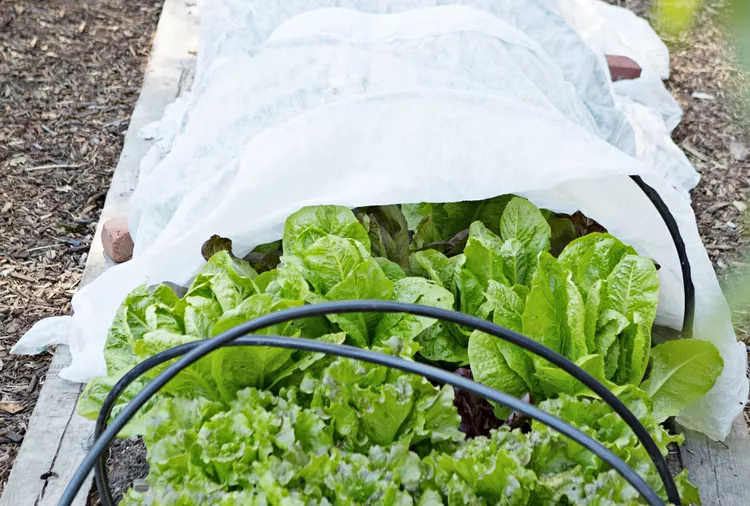 How to Use Floating Row Covers to Stretch Your Growing Season