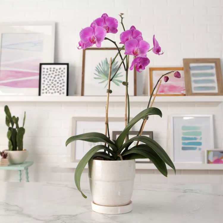 15 Easy-to-Grow Orchids that Add a Tropical Touch to Your Home