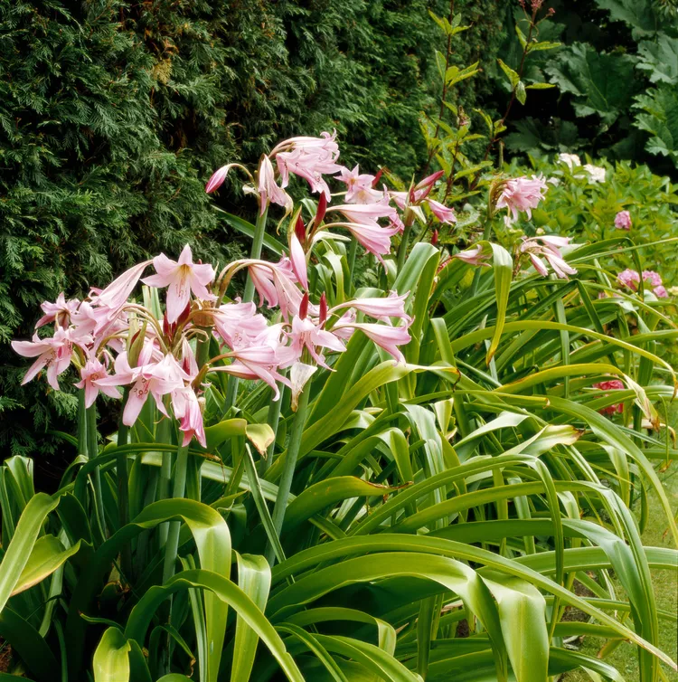 The 10 Best Low-Maintenance Perennials for Southern Gardens