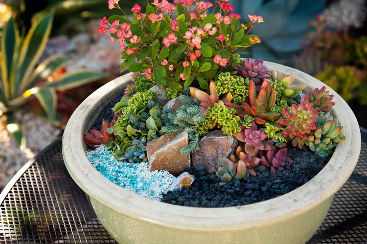 How to Make a Mini Succulent Garden for a Portable Potted Display