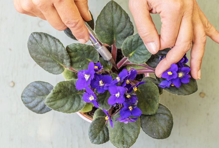 When and How to Propagate African Violets