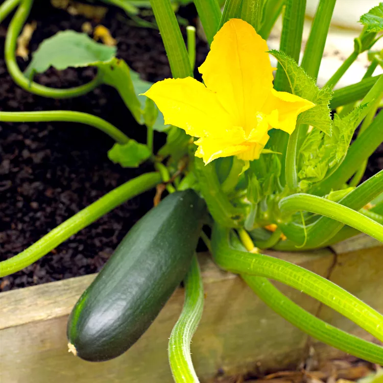 10 Best Companion Plants for Zucchini 